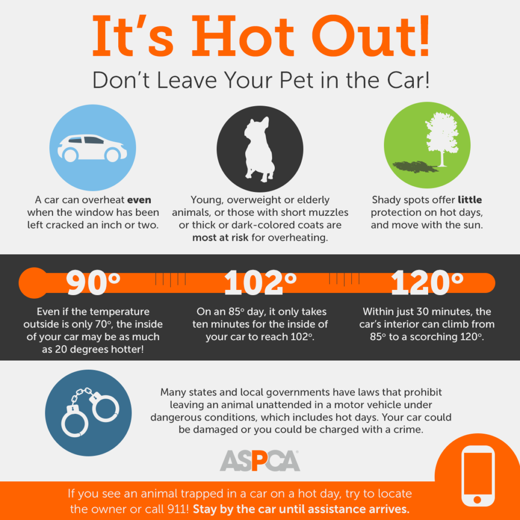Interior car temperatures for dogs, hot weather tips for pets