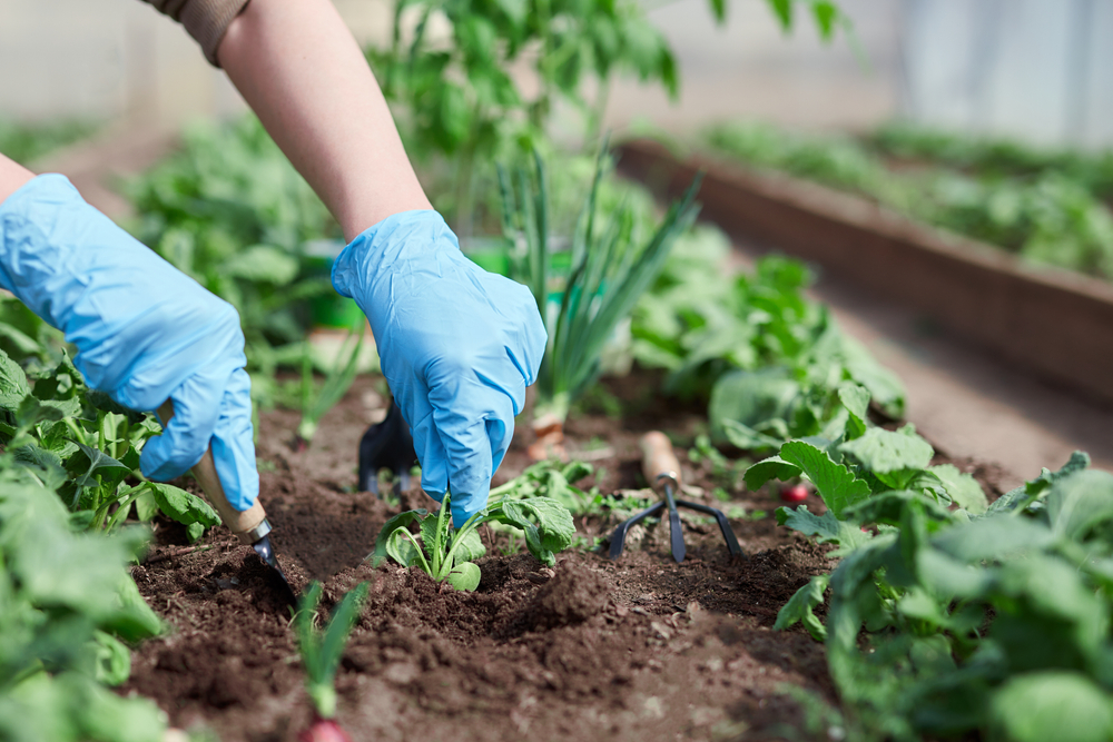 gardening trends, garden, homegrown, how to start a garden, gardening tips, grow fruits and veggies