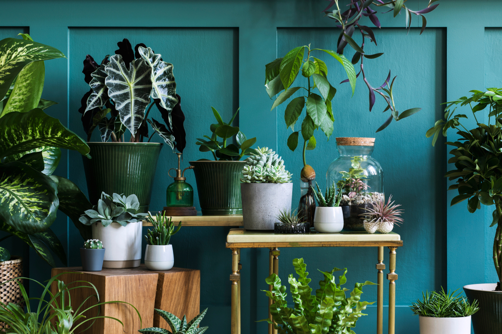 plants for the home