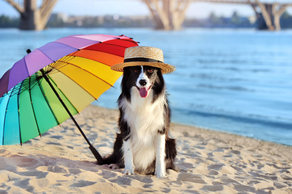 Warm Weather Safety Tips for Pets