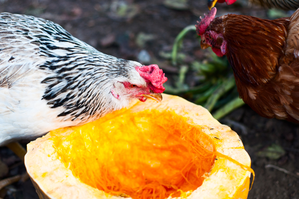 How to Reuse Your Pumpkins This Fall - Donate Them