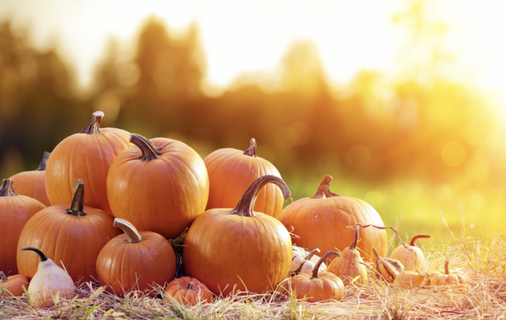 How to Reuse Your Pumpkins This Fall