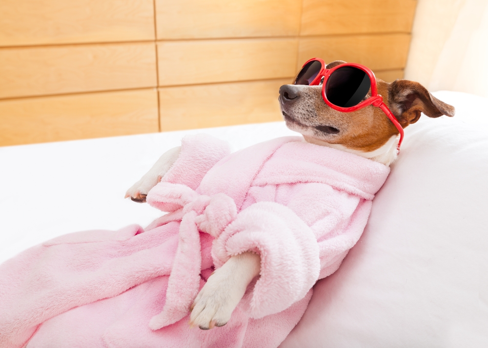 jack russell dog relaxing and lying, in spa wellness center ,wearing a bathrobe and funny sunglasses