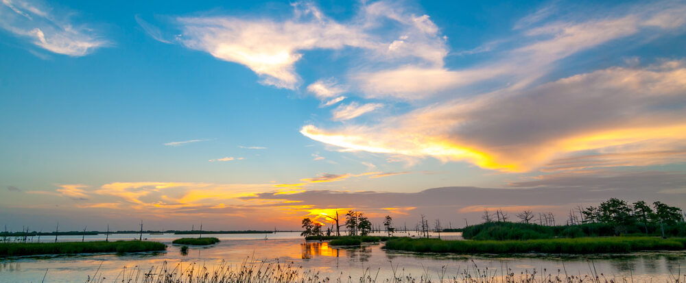 A colorful sunset of yellow, orange and blues in the Louisiana swamps along the Mississippi River with clouds in the blue sky and reeds in the foreground.