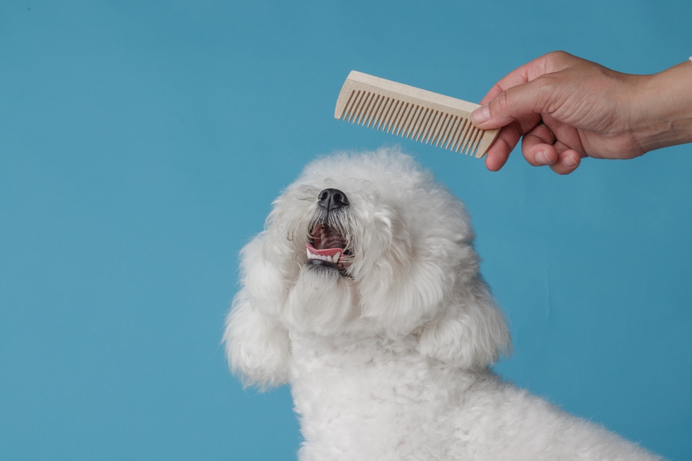 cute puppy being combed in the grooming salon, pet care concept