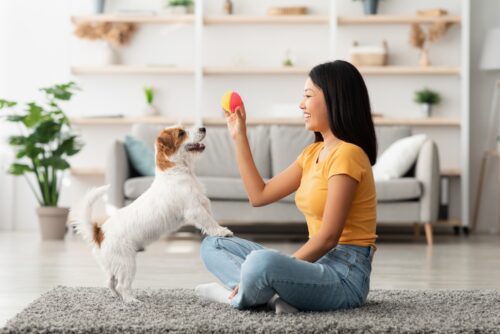 Female owner playing with joyful dog at home, happy young asian woman enjoying ball games with her cute fluffy jack russel terrier puppy, side view, copy space. Playing with dog concept