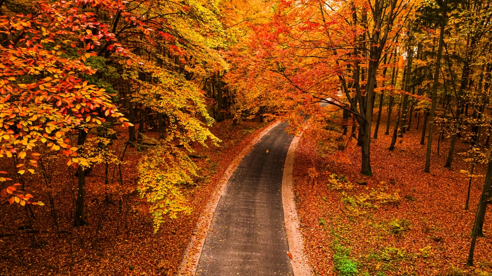 Falling in love with fall